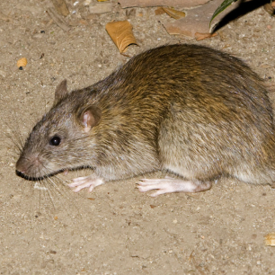 Șobolani